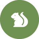 icon of a squirl